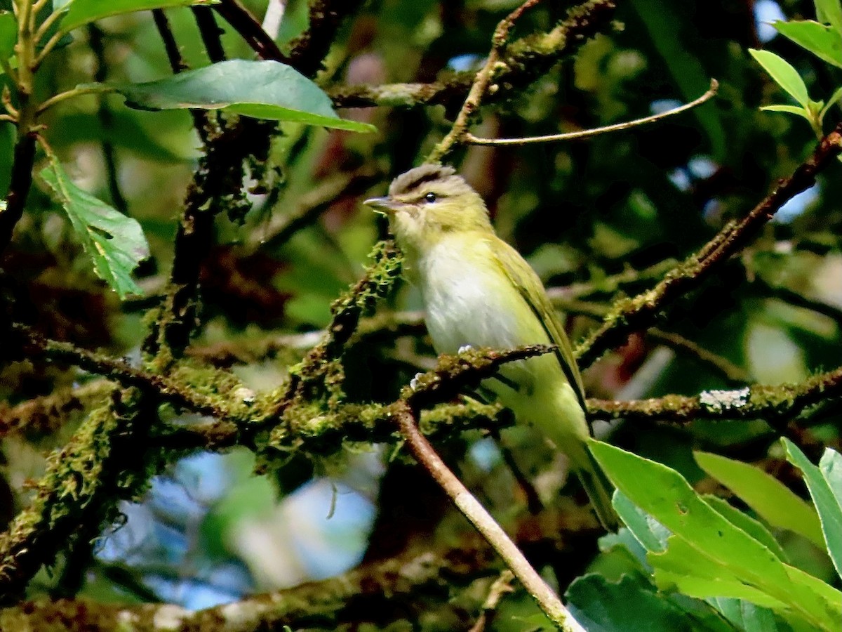 Chivi Vireo (migratory) - ML622539704