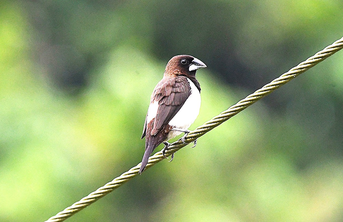 White-rumped Munia - ML622539745