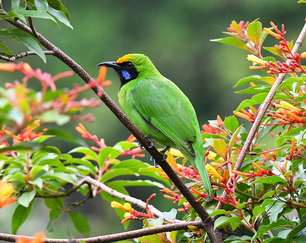 Golden-fronted Leafbird - ML622539777
