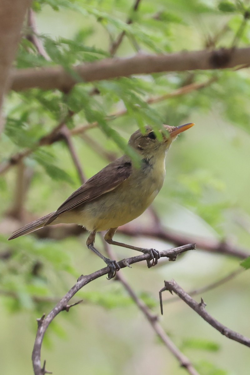 Melodious Warbler - ML622539785