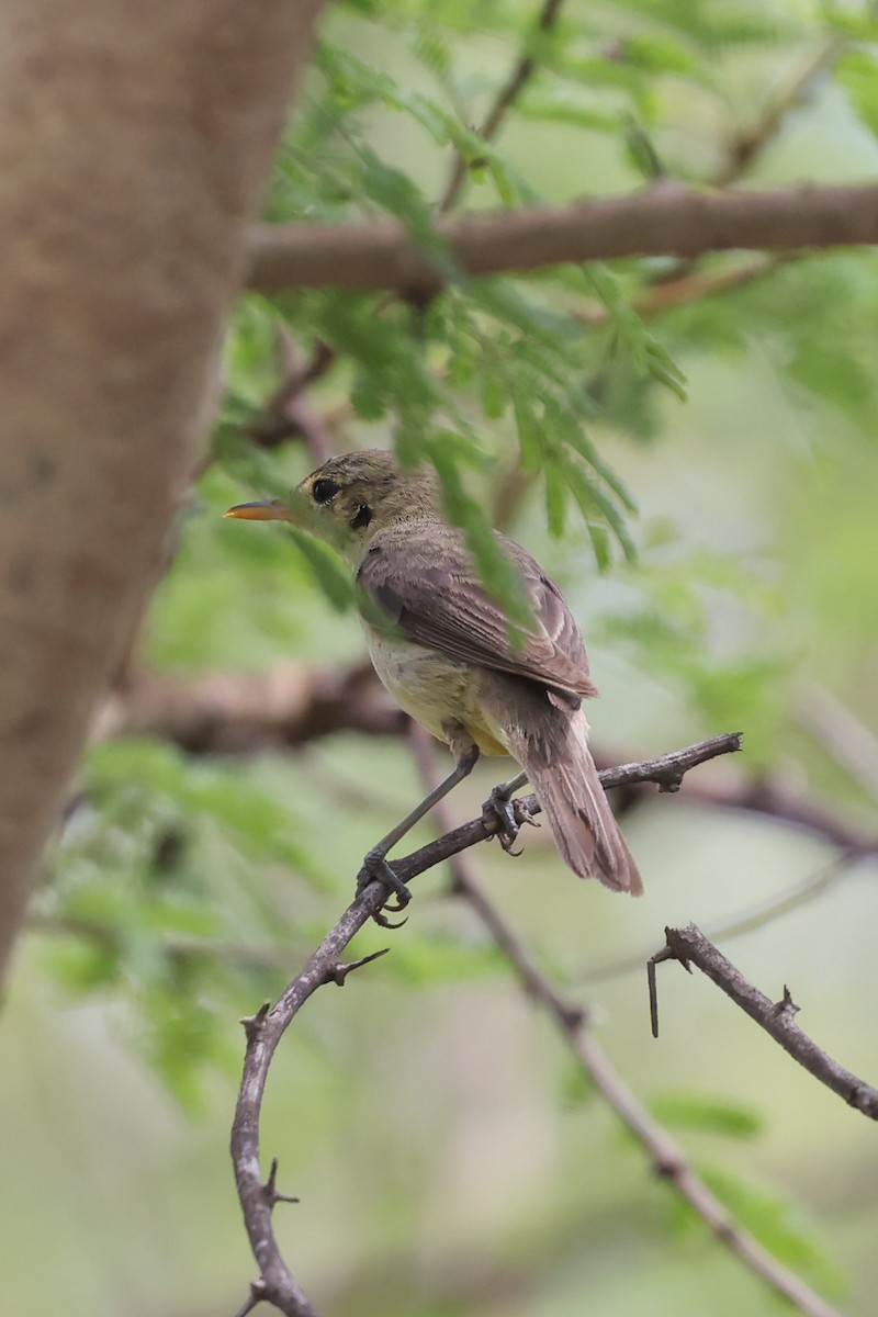 Melodious Warbler - ML622539786
