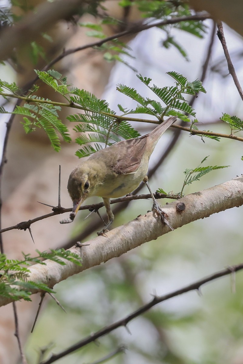 Melodious Warbler - ML622539787