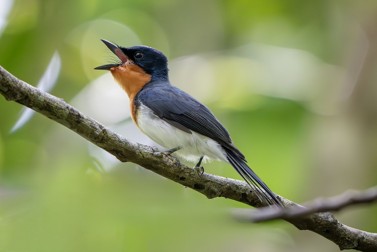 Samoan Flycatcher - Philip Griffin