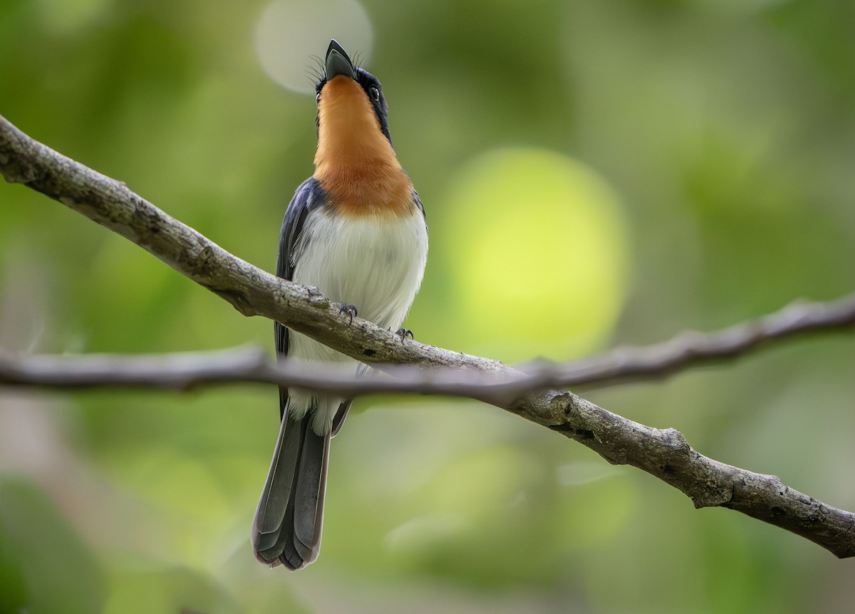 Samoan Flycatcher - ML622539806