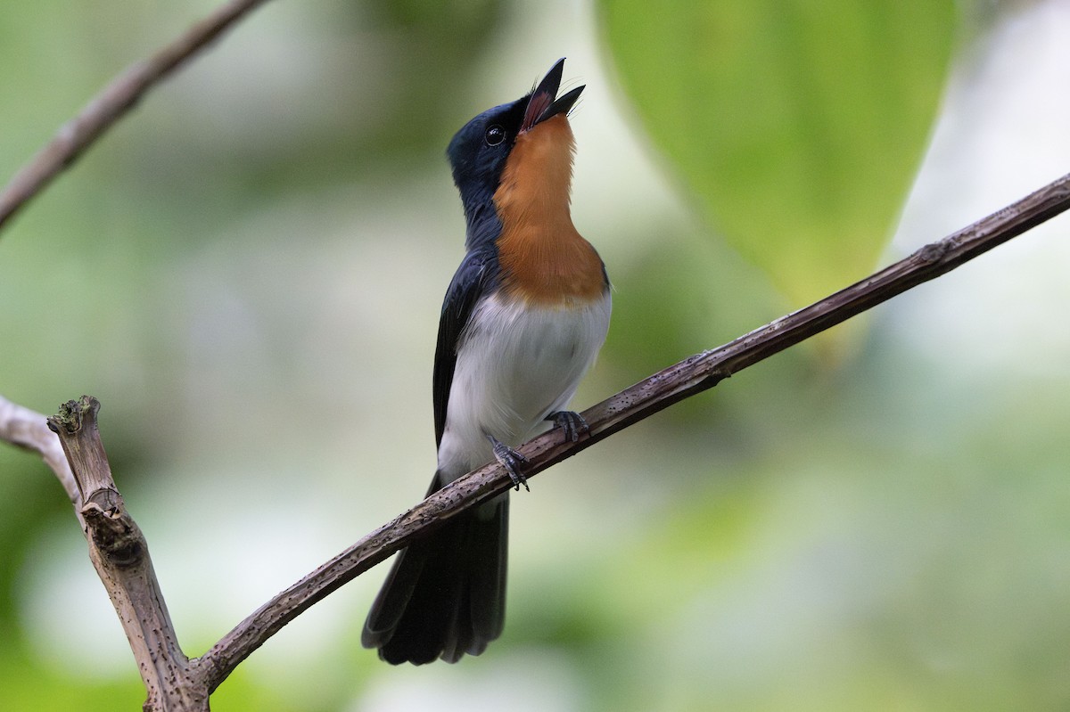 Samoan Flycatcher - ML622539807