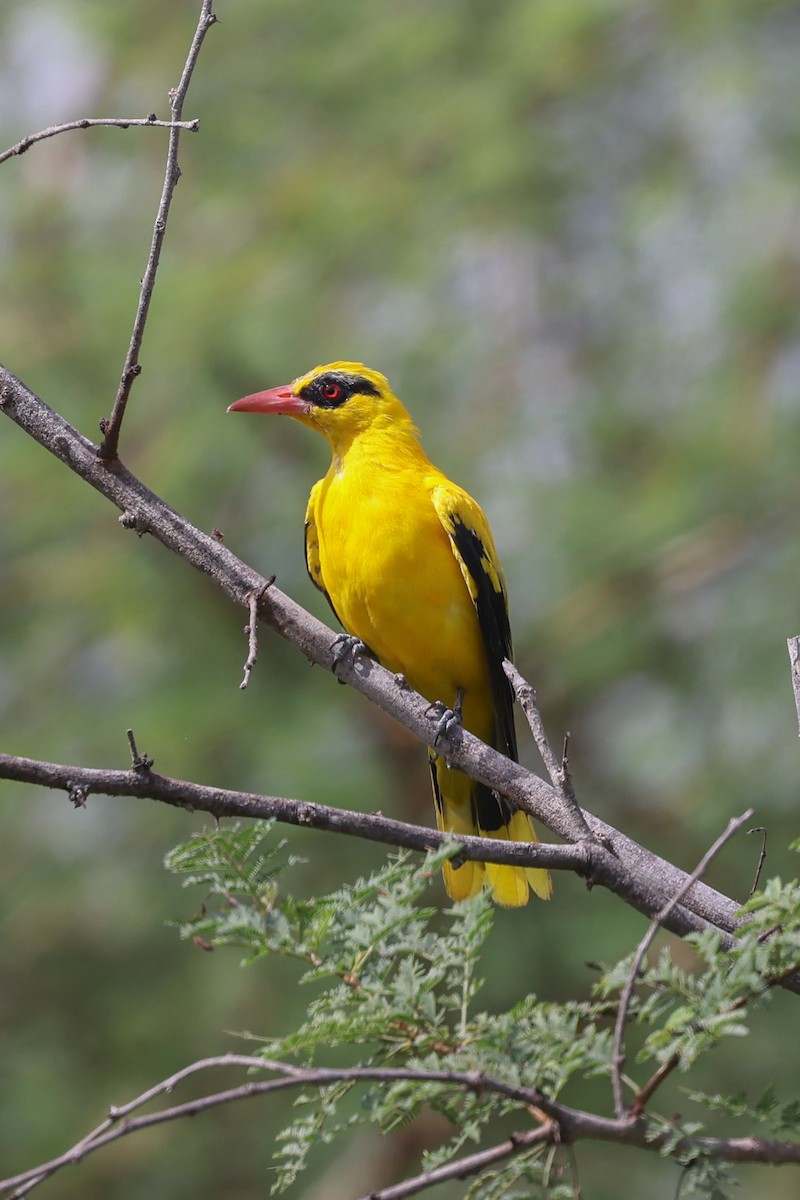 African Golden Oriole - ML622539811