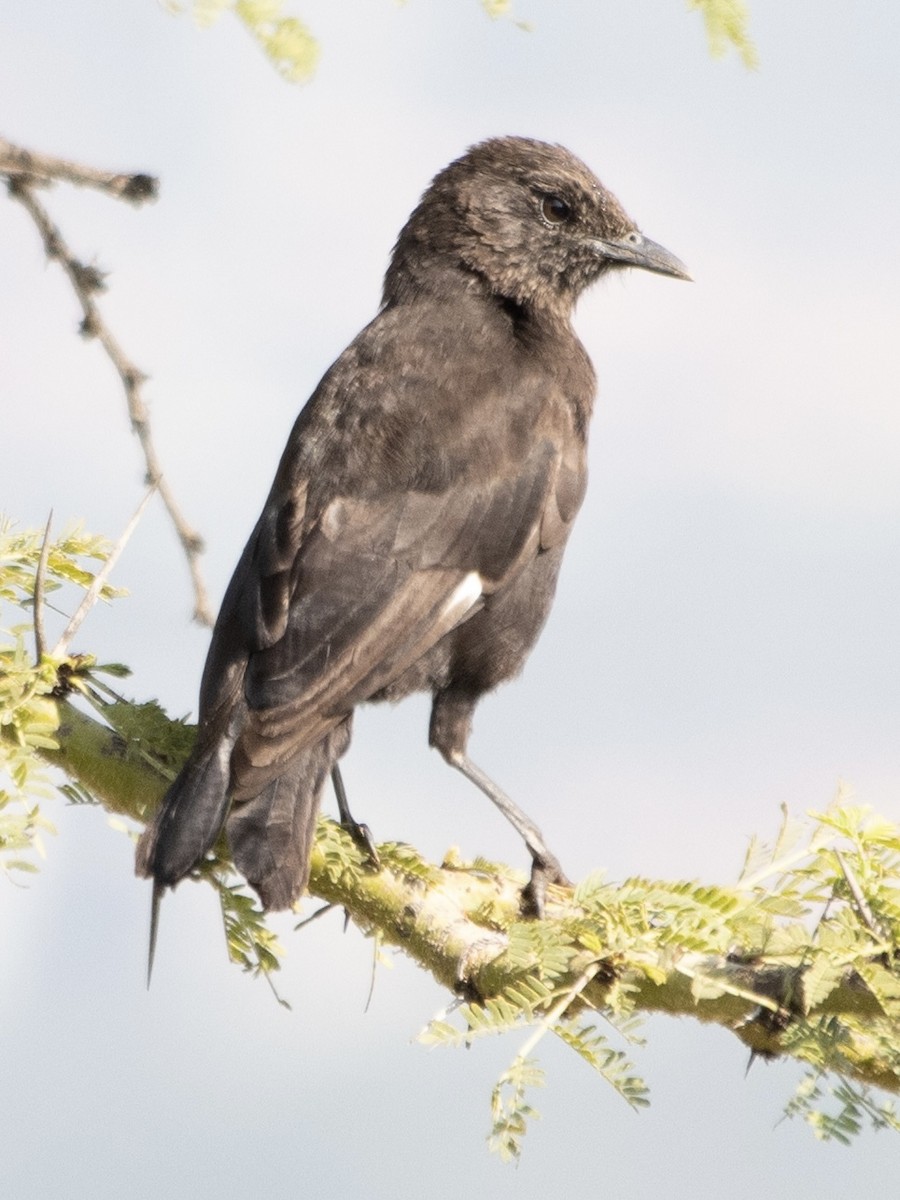 Northern Anteater-Chat - ML622539873