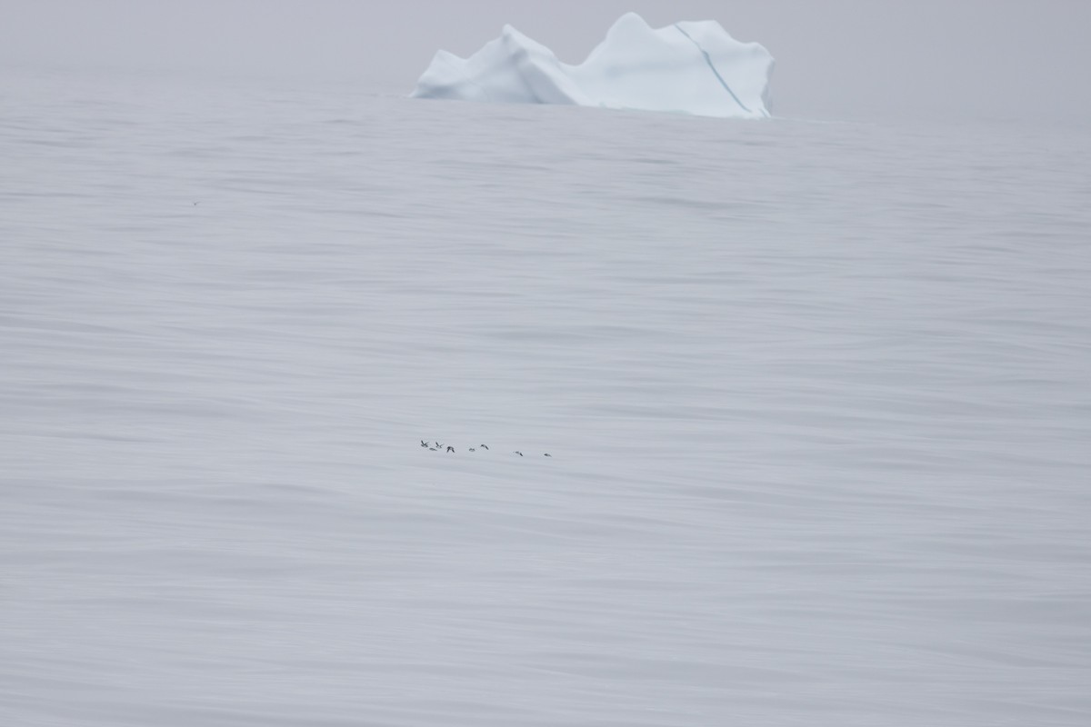 Thick-billed Murre - François-Xavier Grandmont