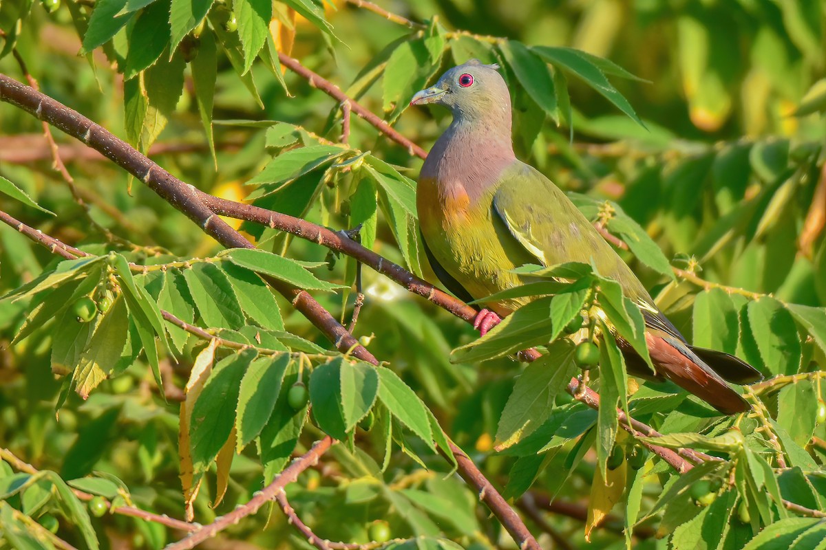 Pink-necked Green-Pigeon - ML622539921