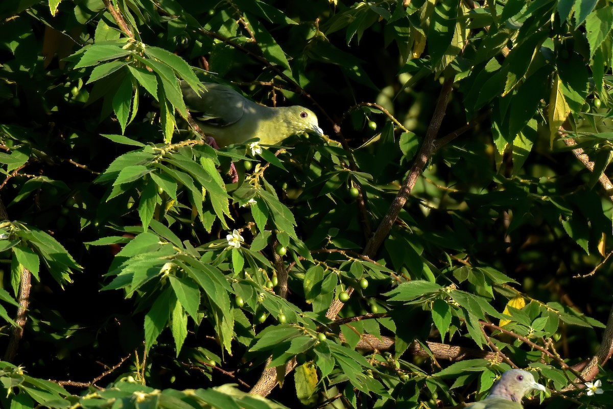 Pink-necked Green-Pigeon - ML622539922