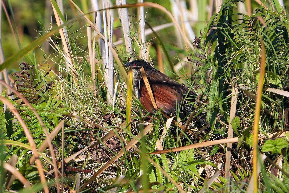 White-browed Coucal (Burchell's) - ML622540090