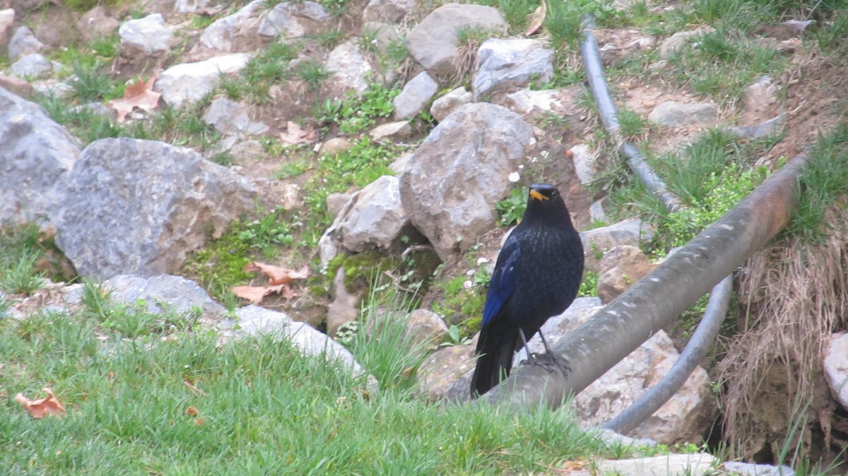 Blue Whistling-Thrush - ML622540134