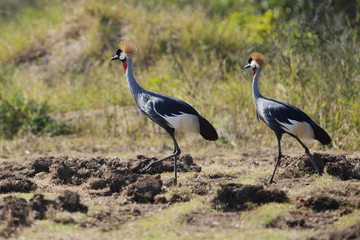 Gray Crowned-Crane - ML622540149