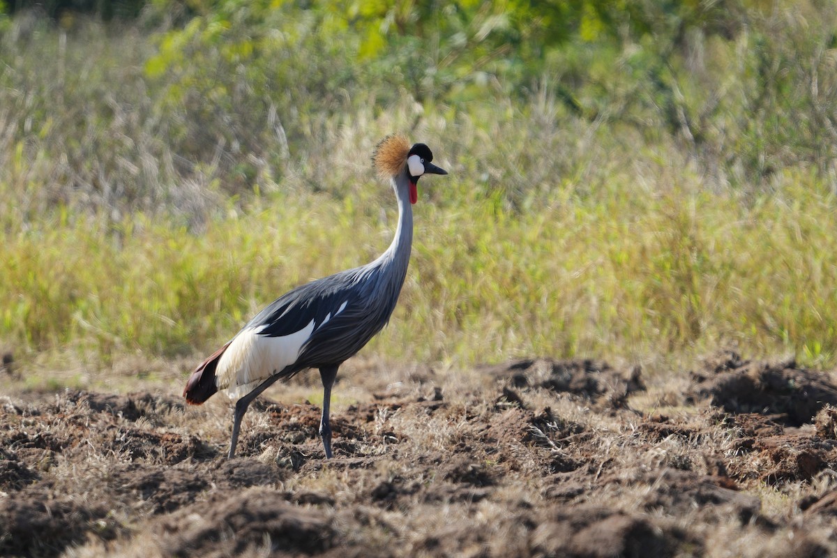 Gray Crowned-Crane - ML622540150