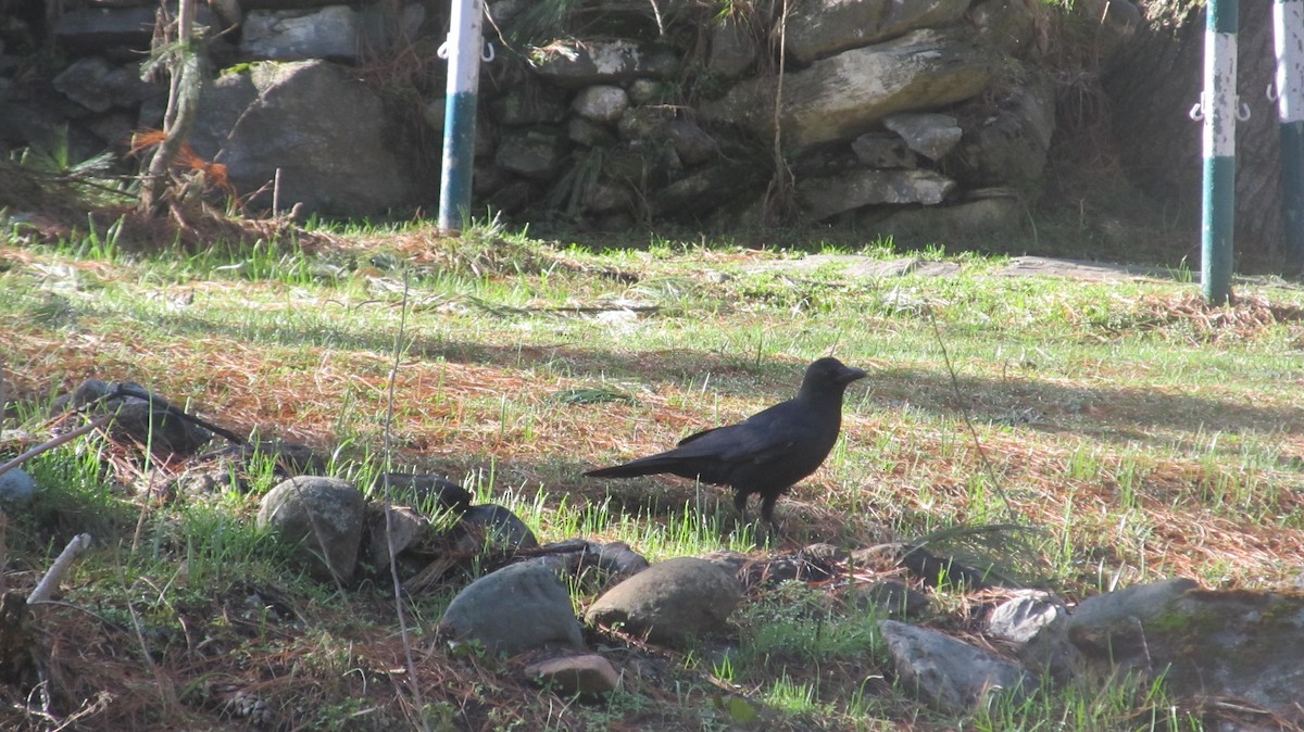 Large-billed Crow - ML622540189