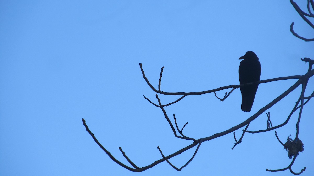 Large-billed Crow - ML622540190