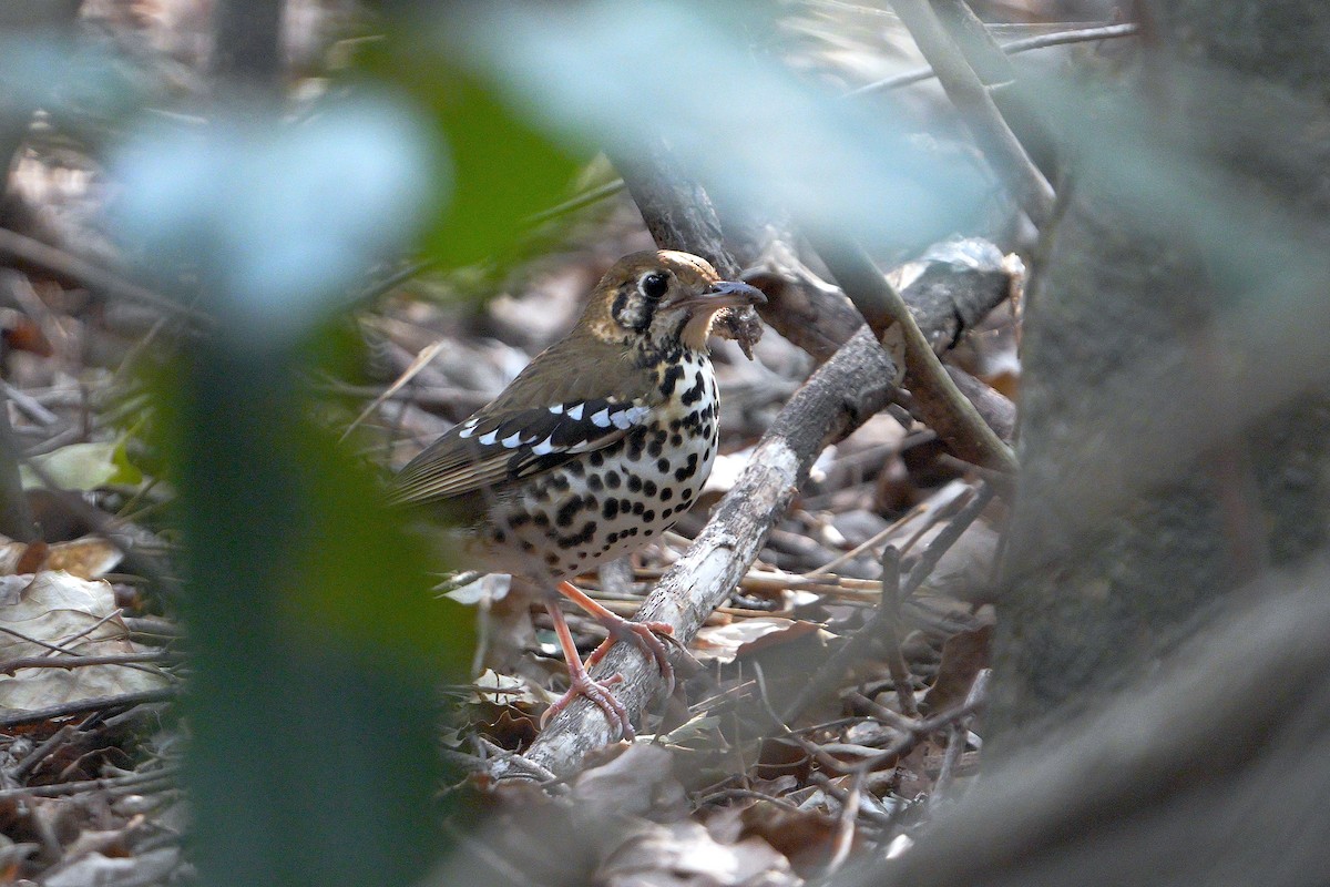 Spotted Ground-Thrush - ML622540218