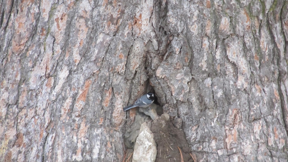 Cinereous Tit - ML622540254