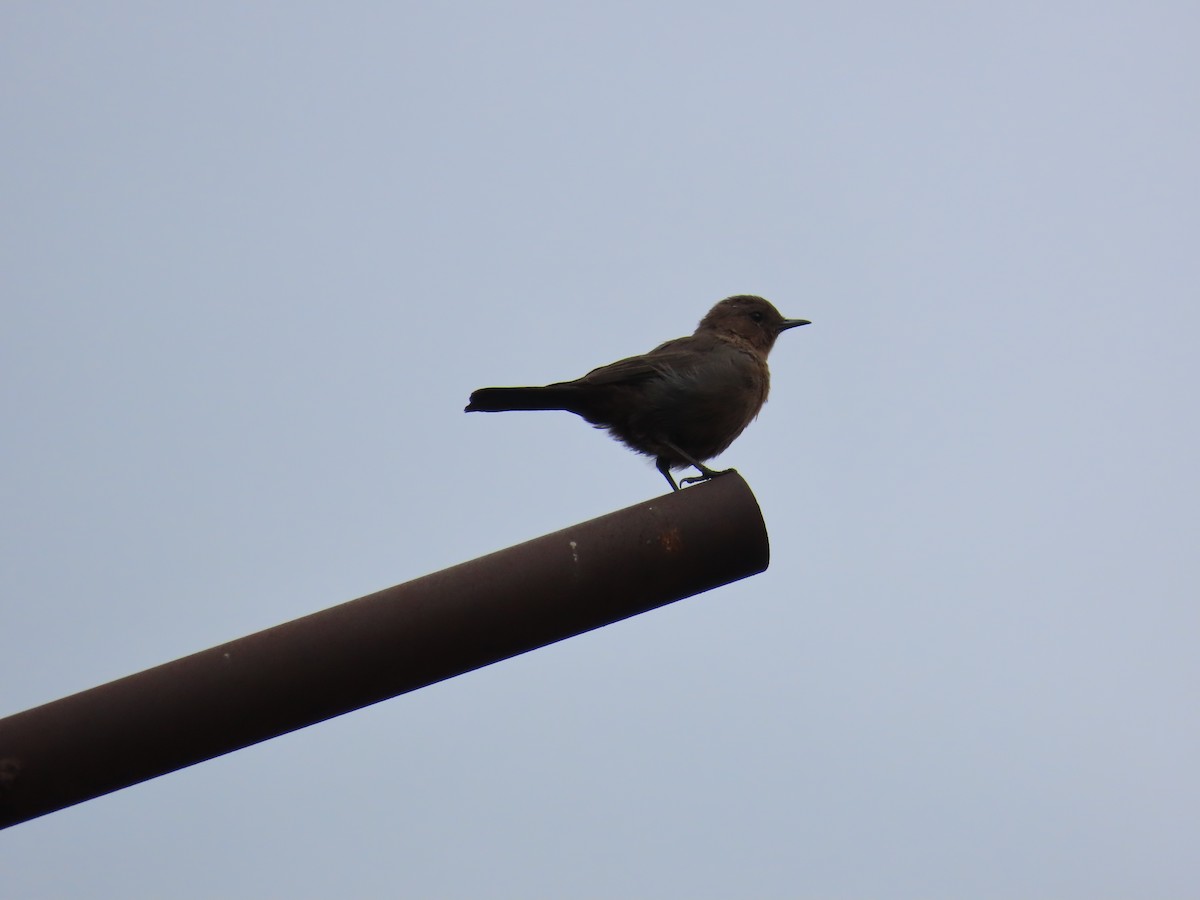 Brown Rock Chat - Shilpa Gadgil