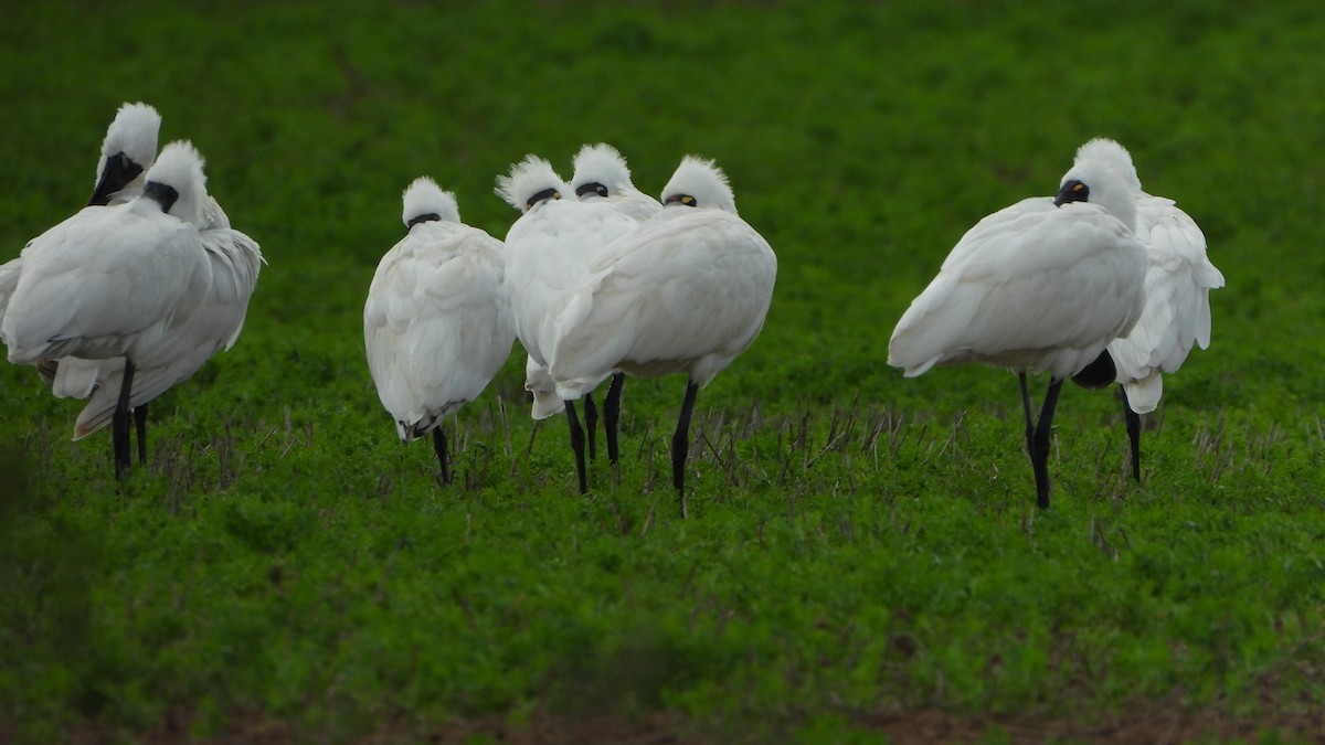 Espátula Real - ML622540283