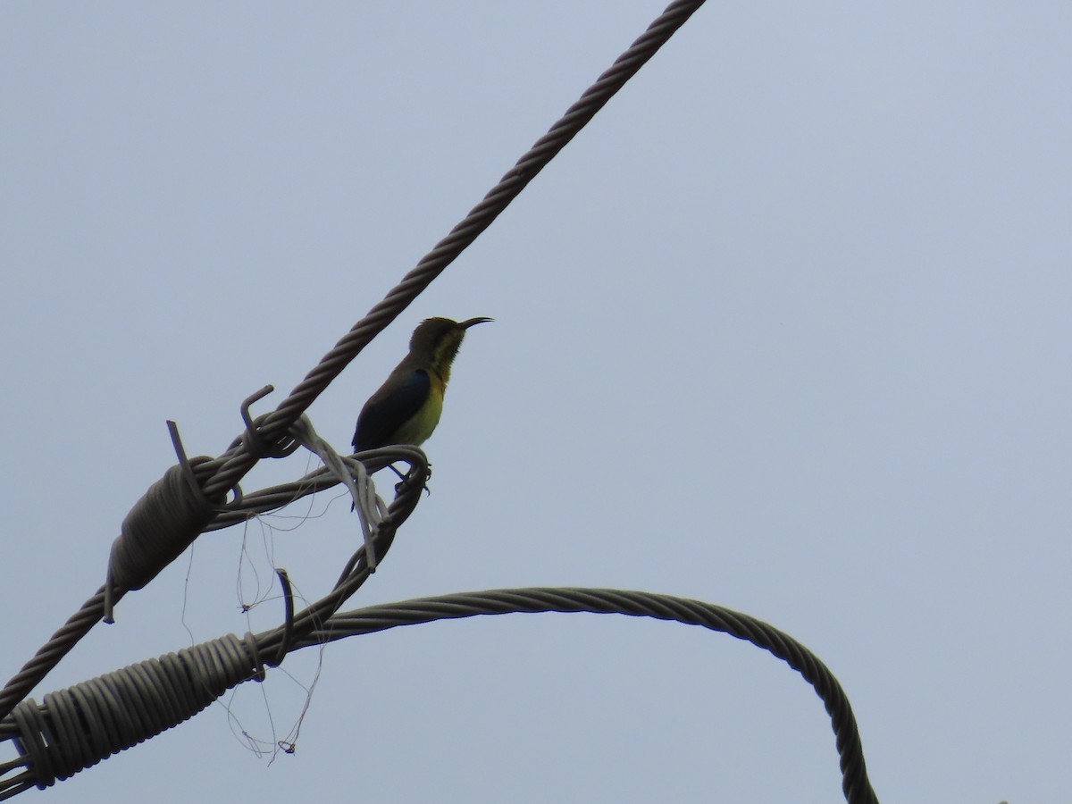 Purple Sunbird - Shilpa Gadgil