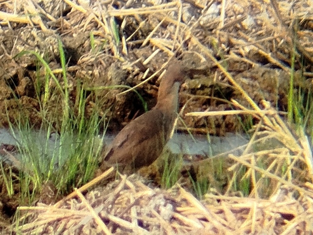 Cinnamon Bittern - ML622540360