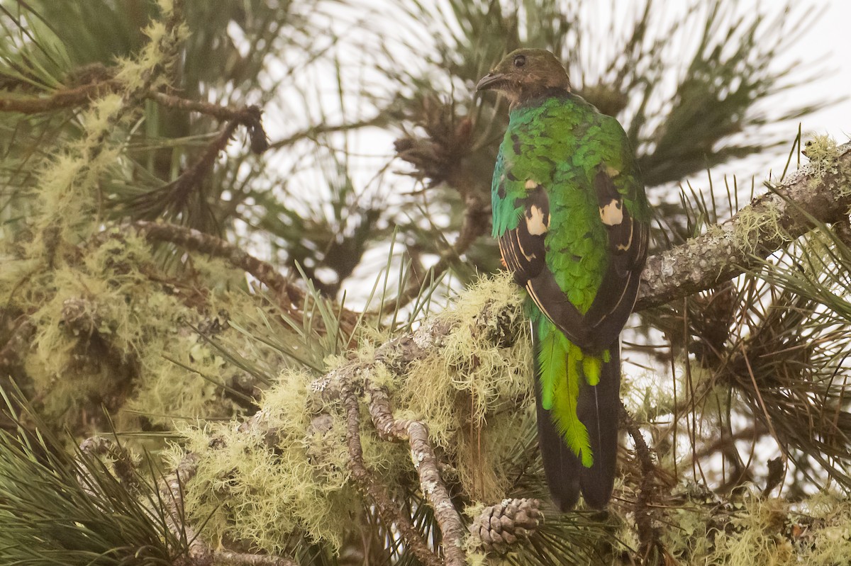 White-tipped Quetzal - ML622540380