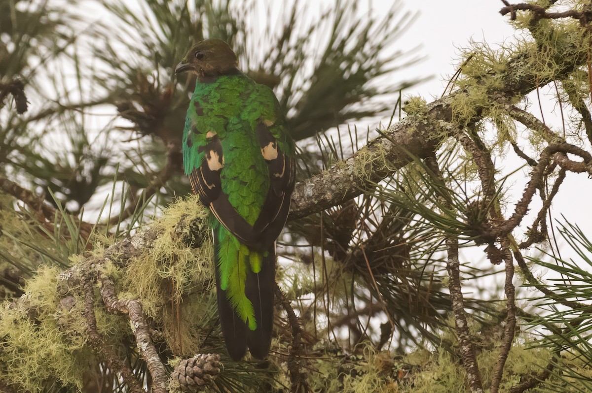 White-tipped Quetzal - ML622540381