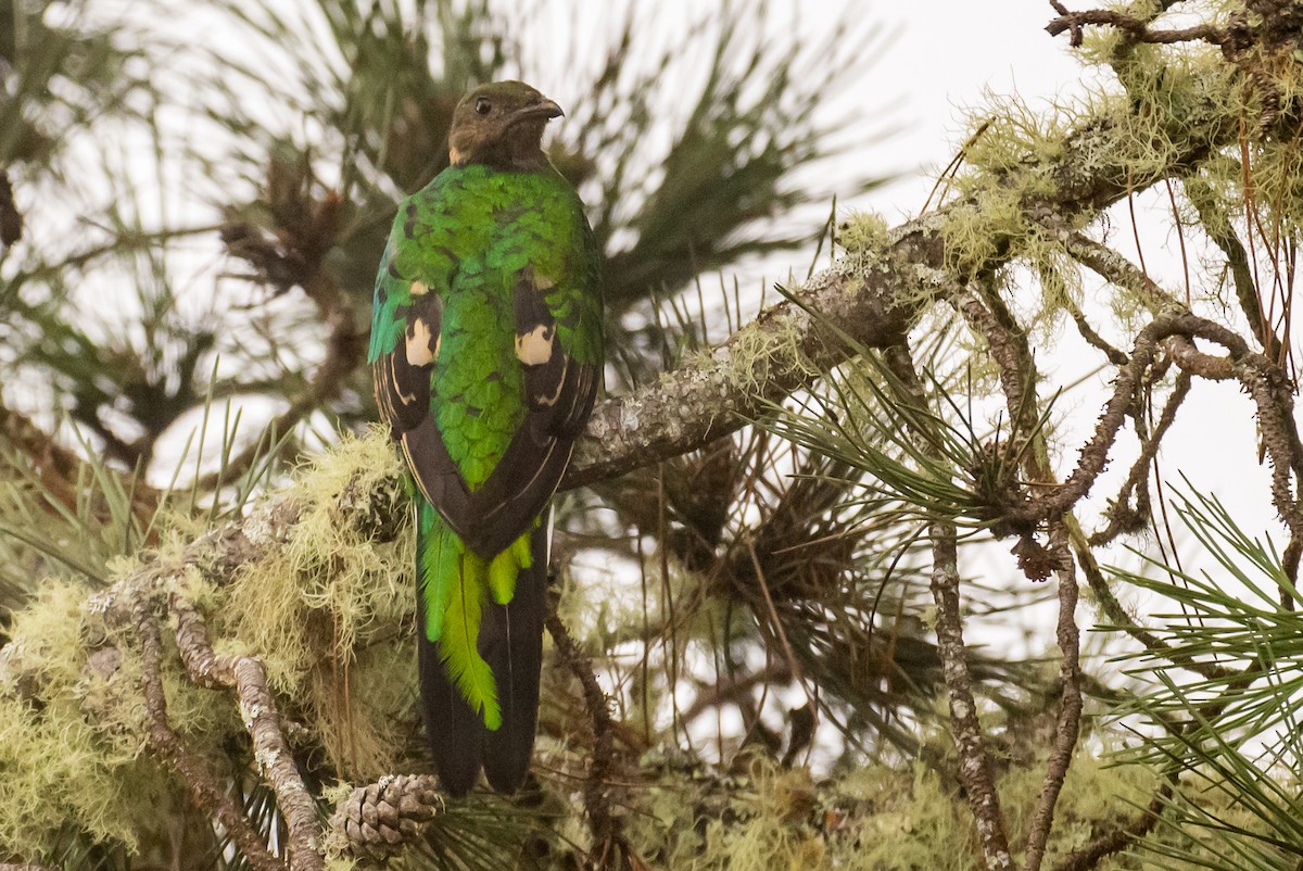 White-tipped Quetzal - ML622540391