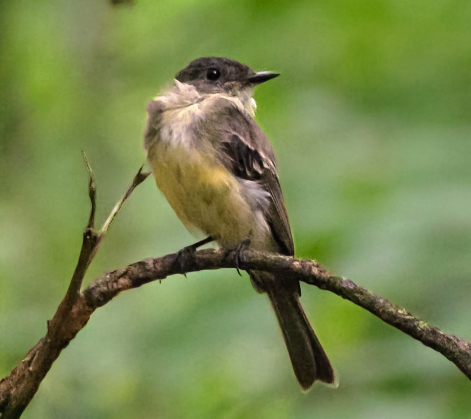 Eastern Phoebe - ML622540395