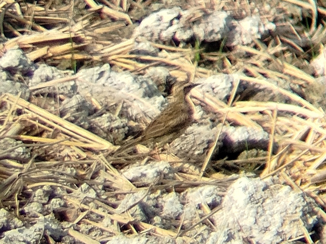 Paddyfield Pipit - ML622540405