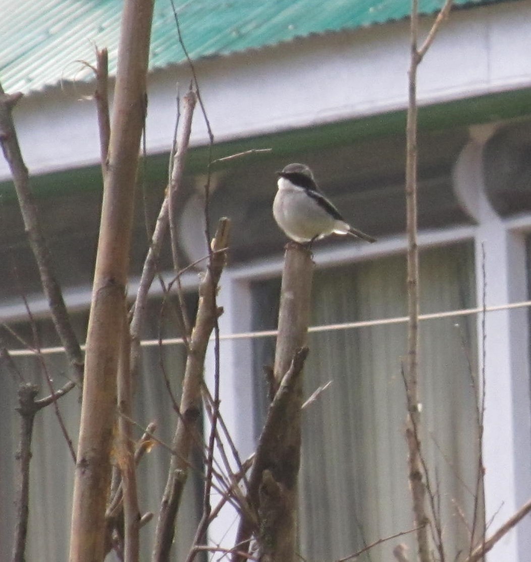 shrike sp. - ML622540413