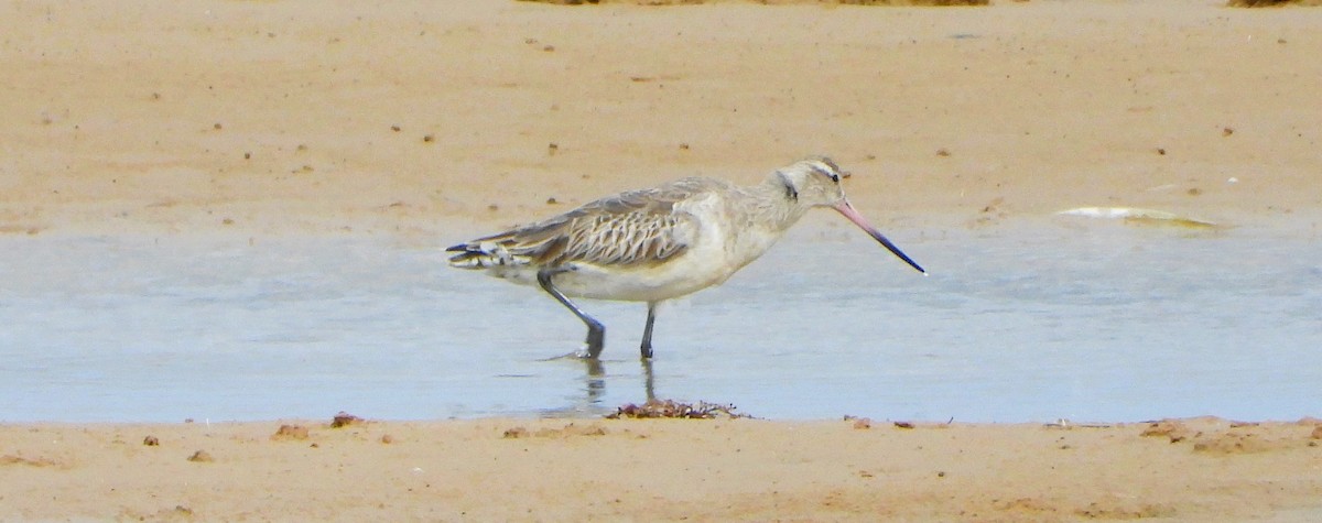 Bar-tailed Godwit - Jan MCKAY