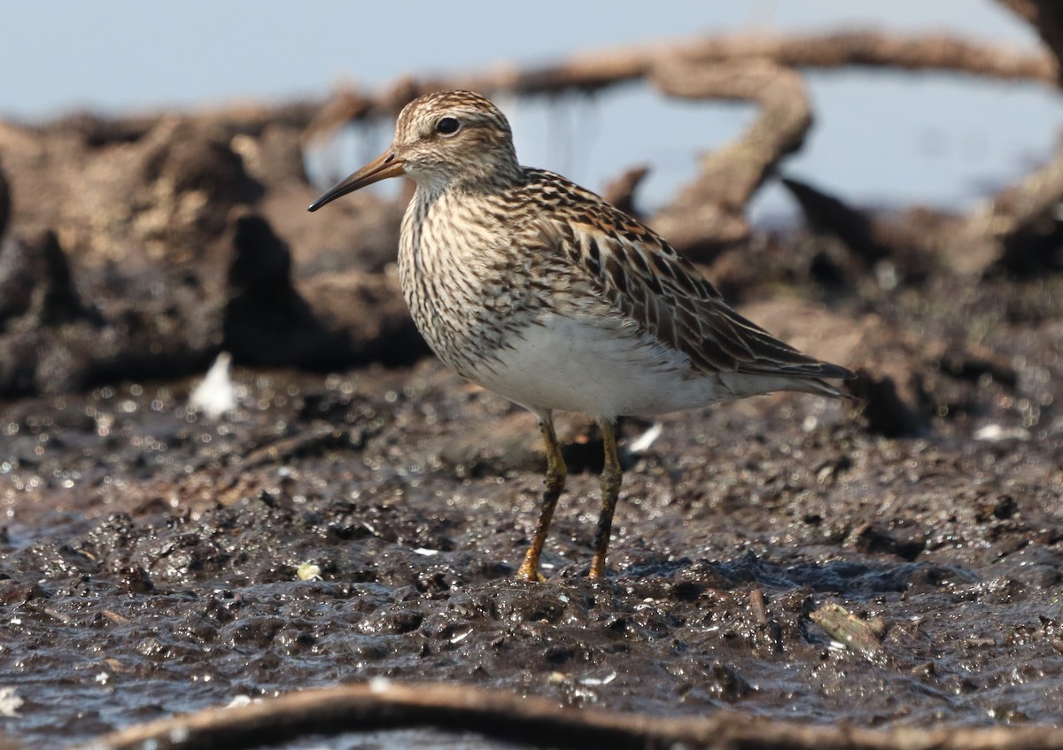 Pectoral Sandpiper - ML622540516