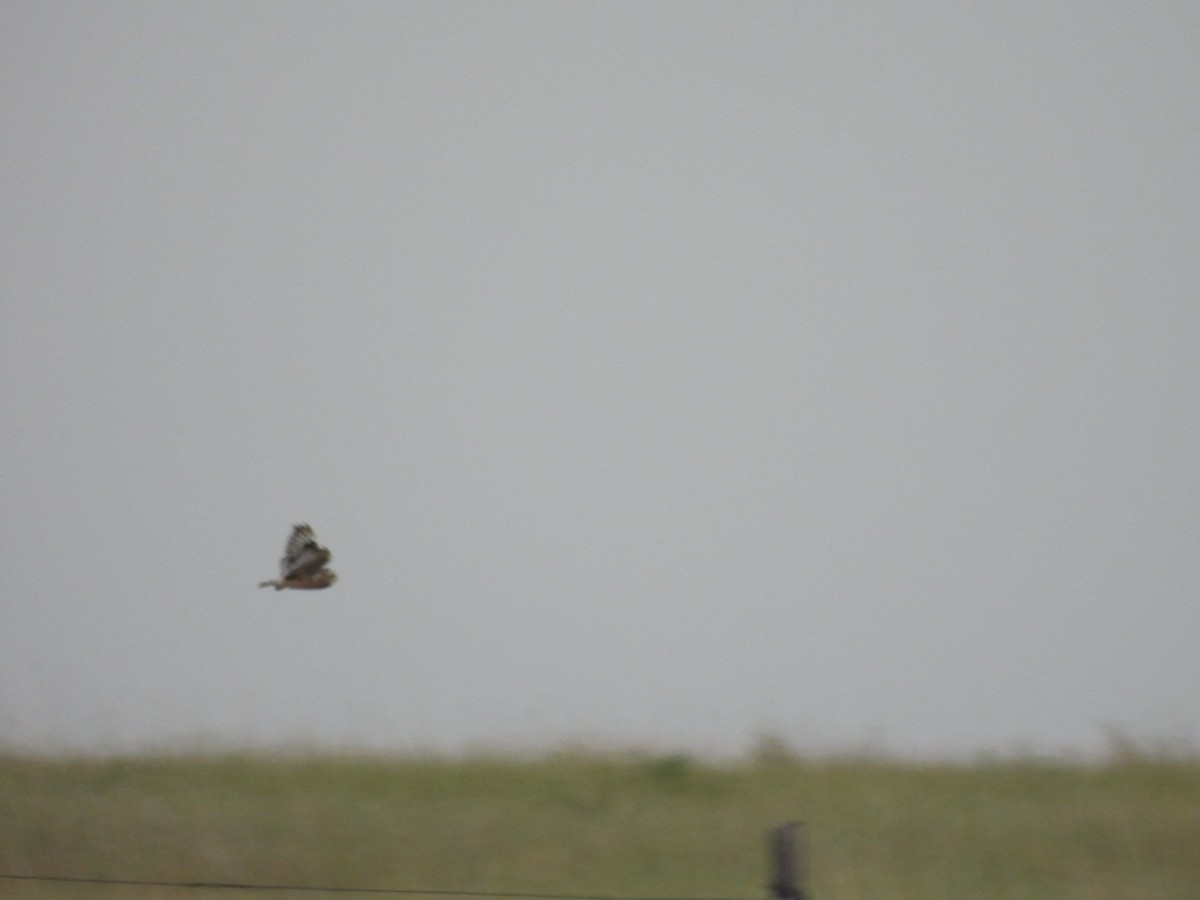 Short-eared Owl - ML622540581