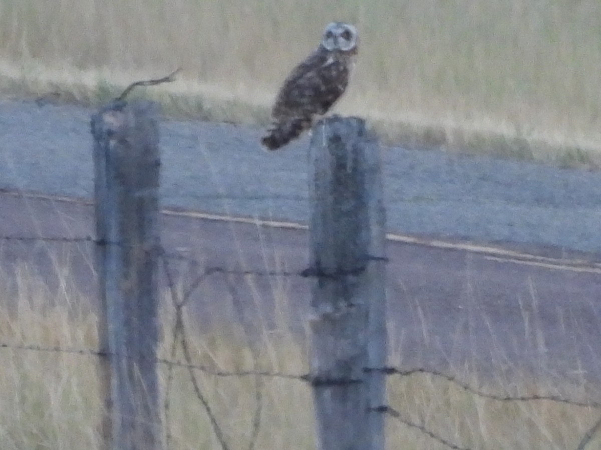 Short-eared Owl - ML622540582