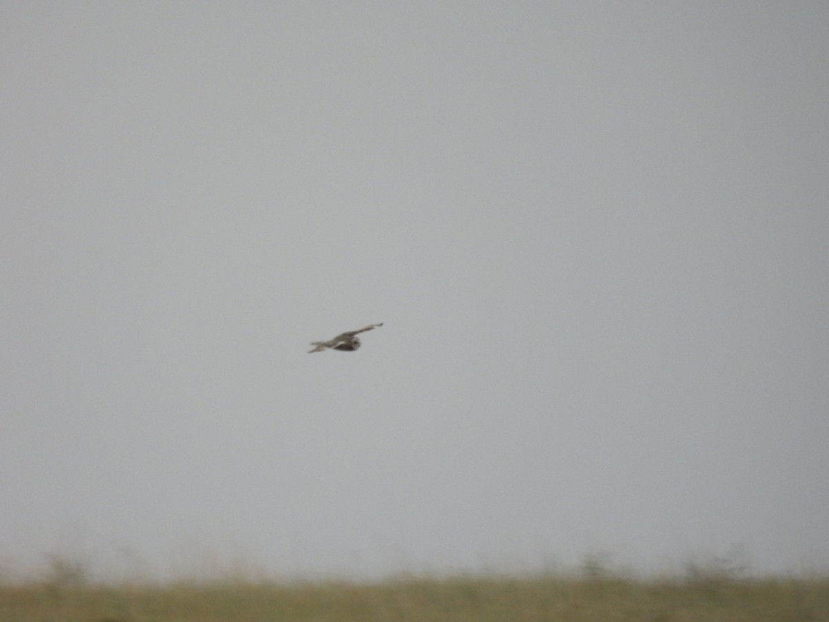 Short-eared Owl - ML622540583