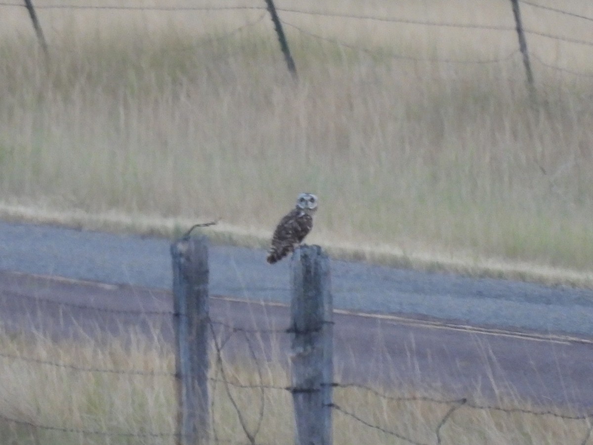 Short-eared Owl - ML622540584