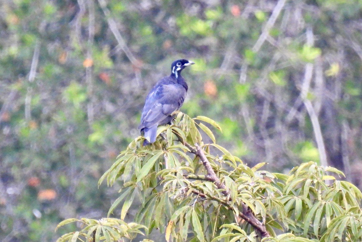 Cotinga à col nu - ML622540599