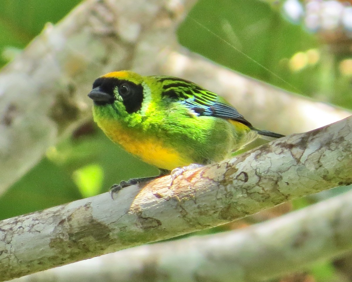 Green-and-gold Tanager - ML622540606