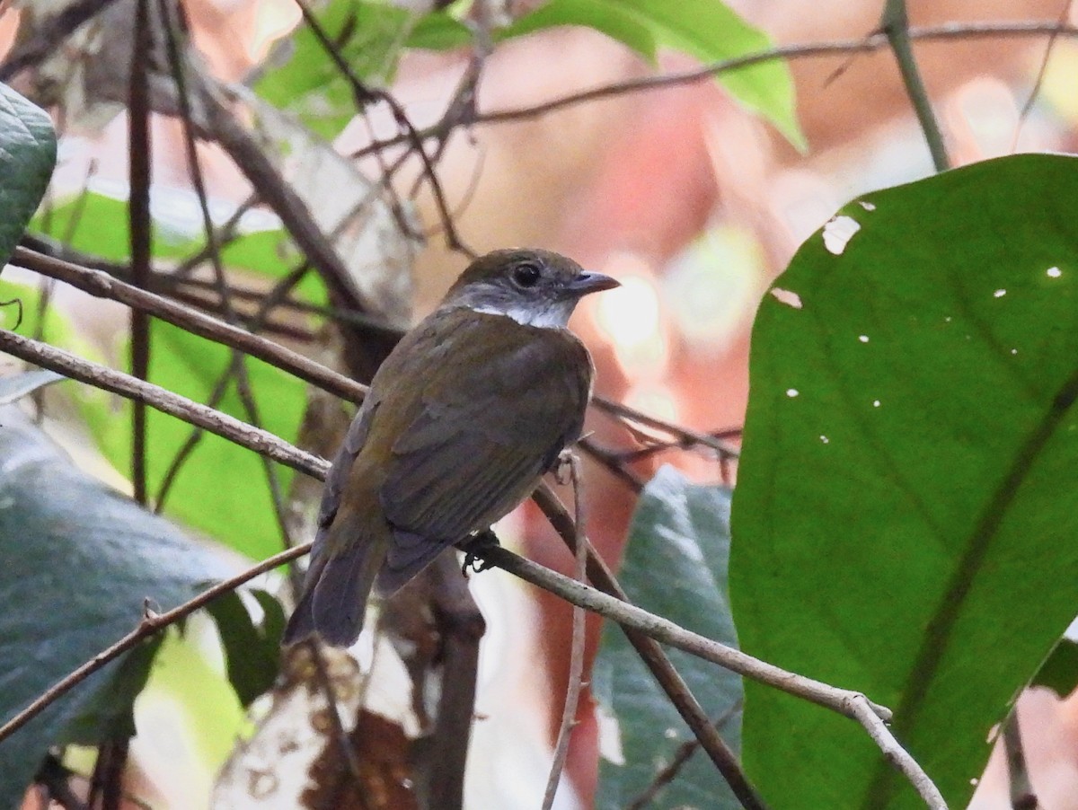 Orange-crowned Manakin - ML622540704