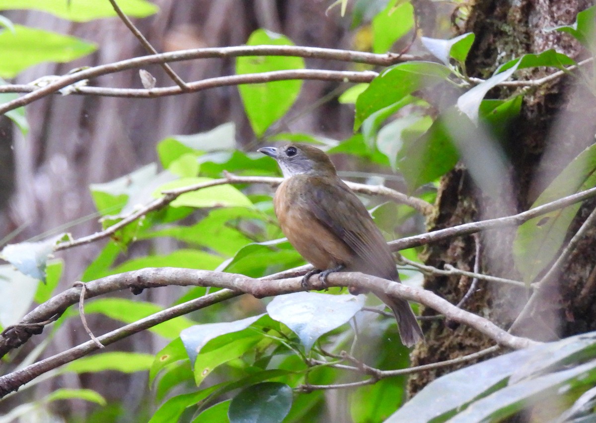 Orange-crowned Manakin - ML622540705