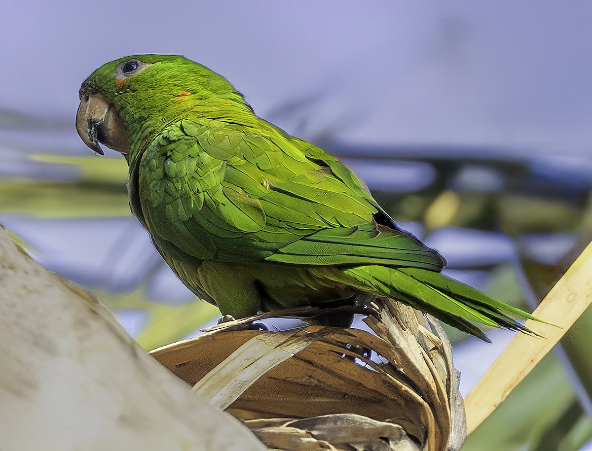 Pacific Parakeet - ML622540713