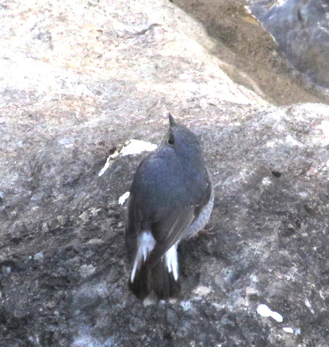 Plumbeous Redstart - ML622540757