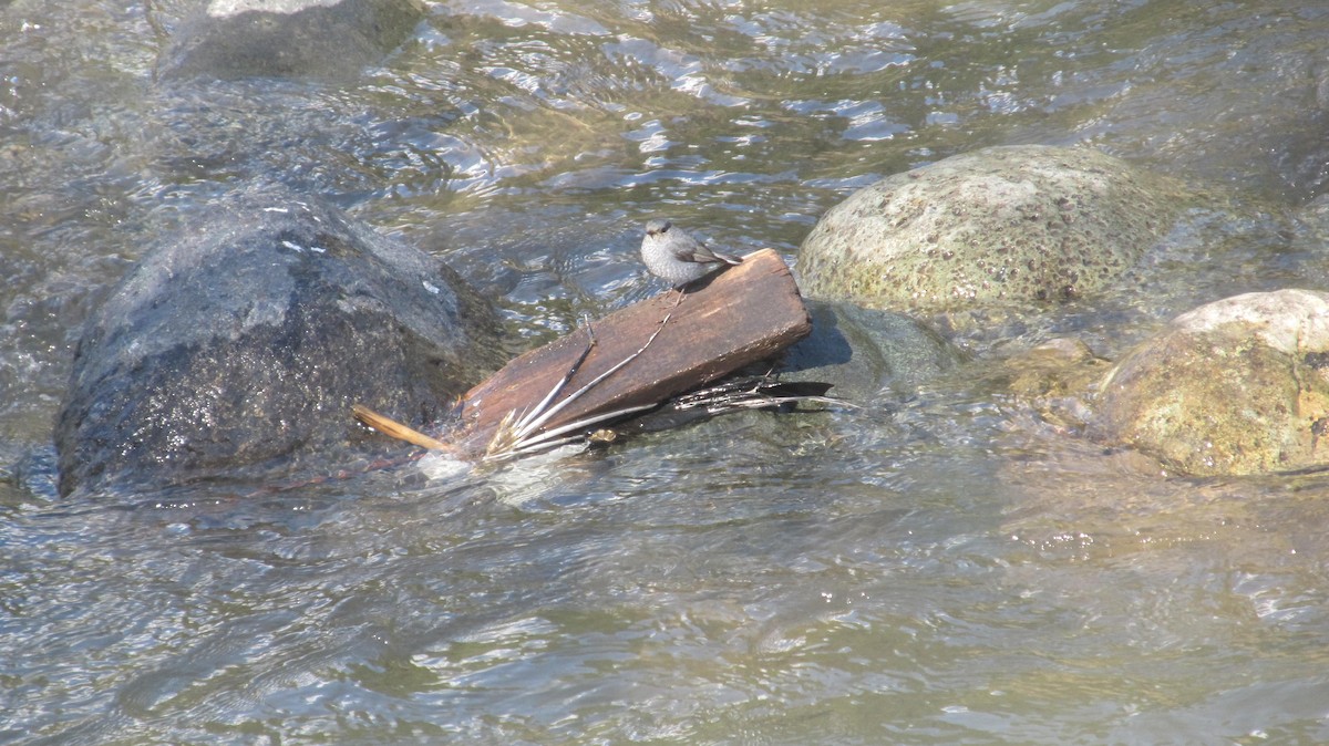 Plumbeous Redstart - ML622540758