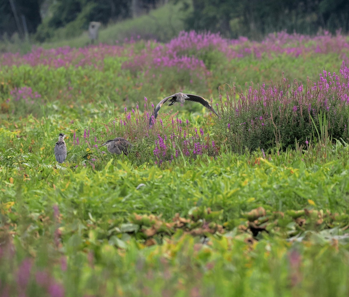 Great Blue Heron - ML622540761