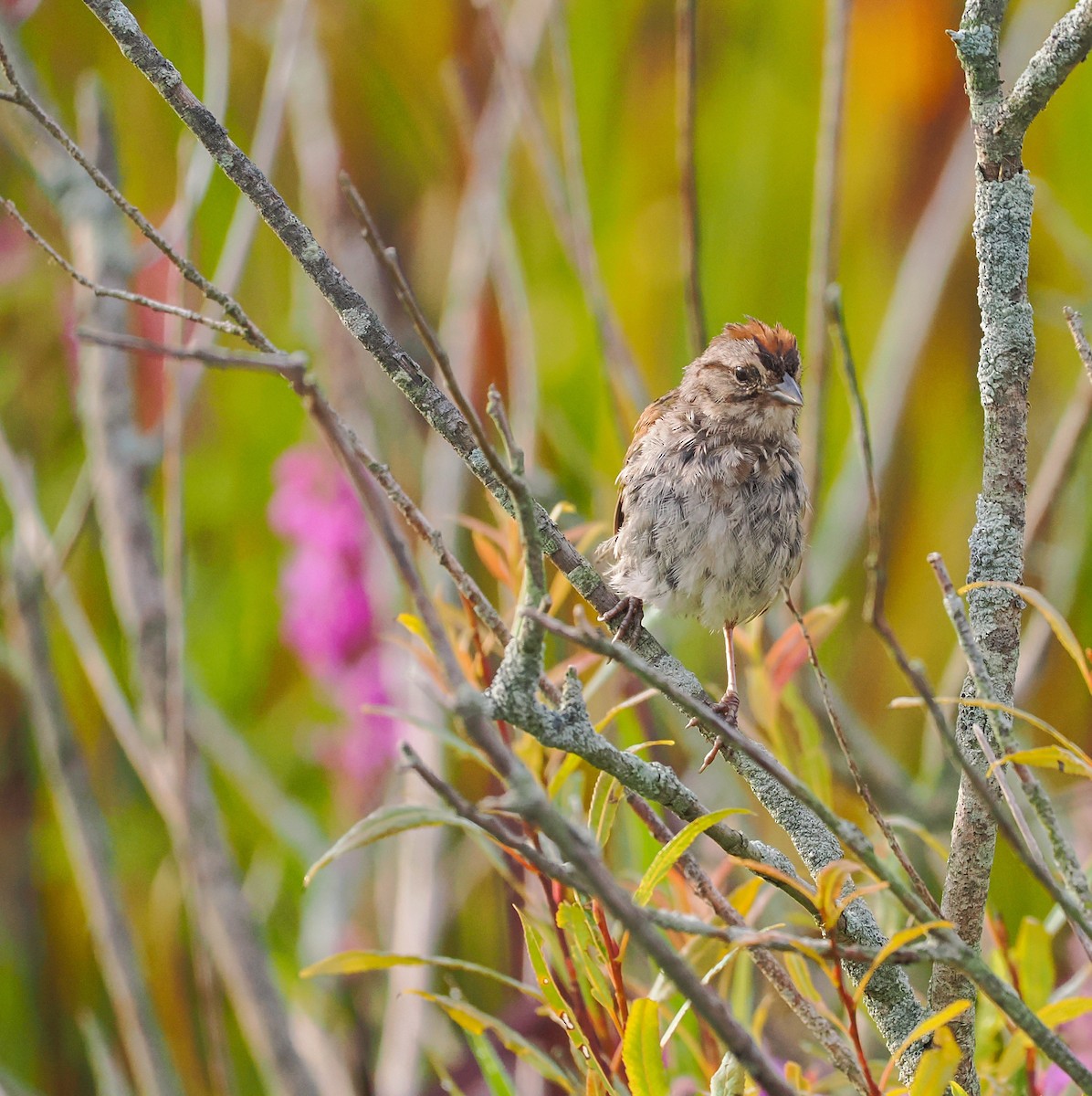 Swamp Sparrow - ML622540774