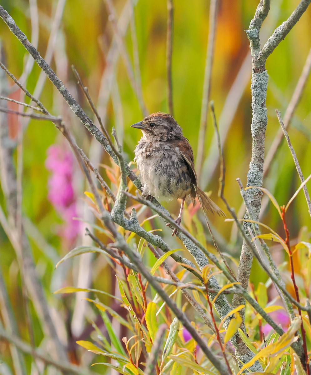 Swamp Sparrow - ML622540775