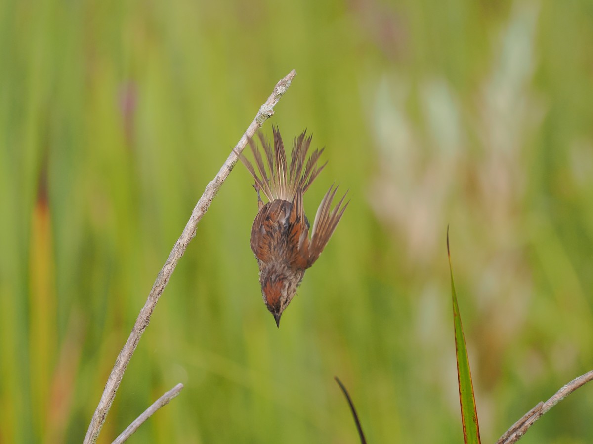 Swamp Sparrow - Jeanne Stoddard