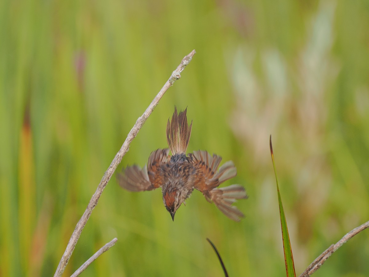 Swamp Sparrow - Jeanne Stoddard